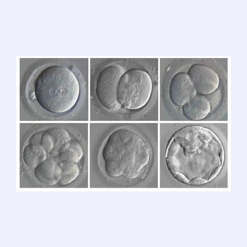 How are embryos selected during IVF cycles?